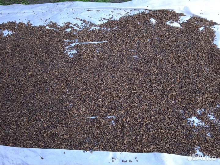 Кедровый орех