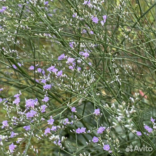 Кермек широколистный, серебристый