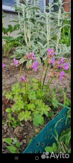 Саженцы для сада