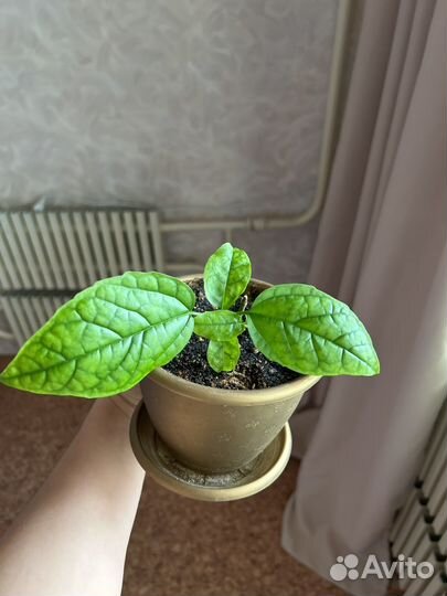 Клеродендрум госпожи томпсон