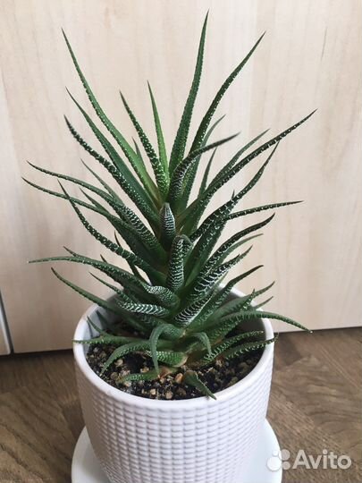 Хавортия 2 вида цветы суккулент