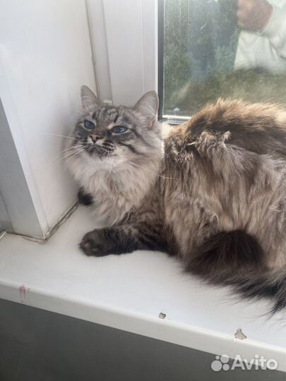 Кошки в добрые руки бесплатно