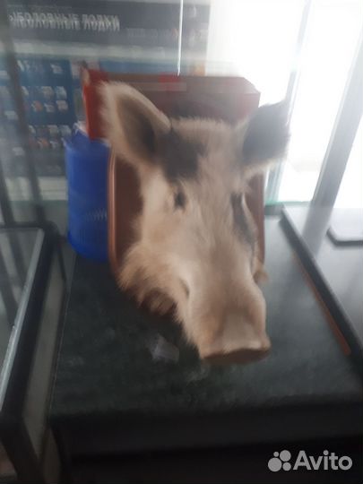 Чучела животных