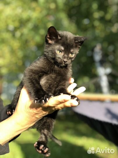 Котята чаузи