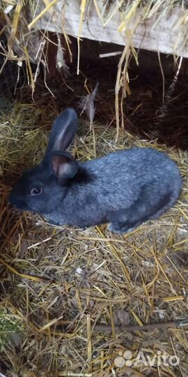 Кролики Полтавское серебро