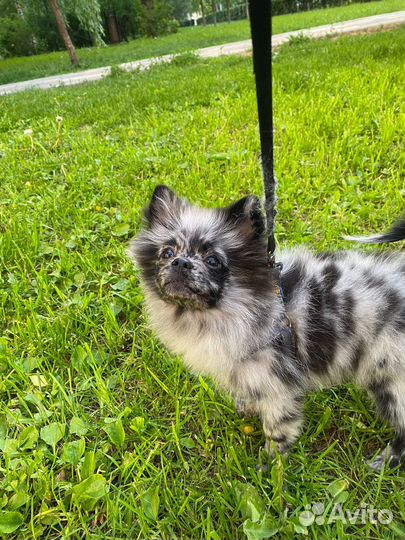 Шпиц немецкий малый