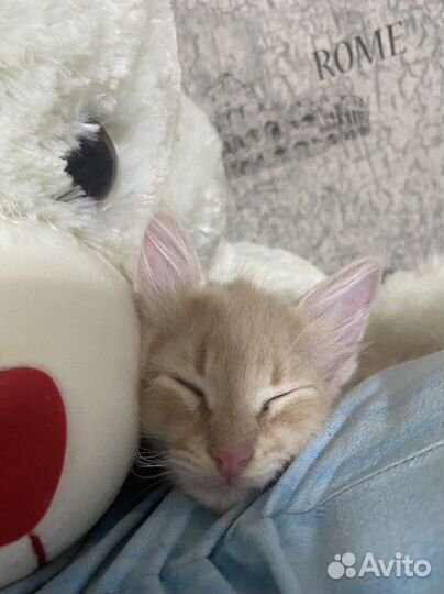 Котенок кот