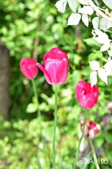 Тюльпаны розовые красные пионовидные, сирень букет