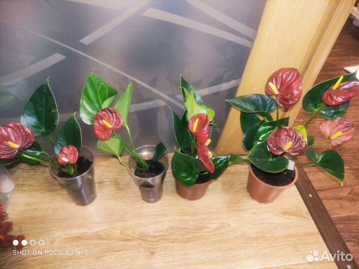 Антуриумы разных сортов