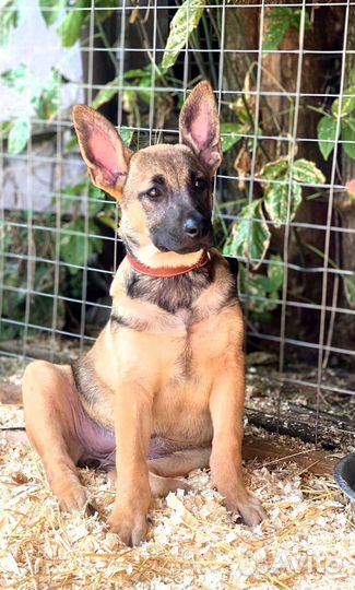 Девченки в дар