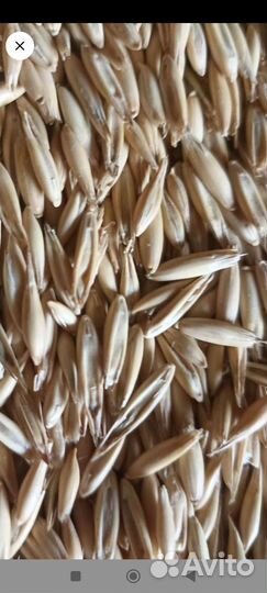 Зерно овёс в мешках