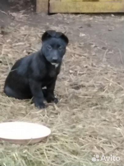 Девчушка в добрые ручки