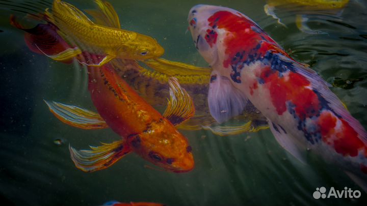 Малёк карпа Кои