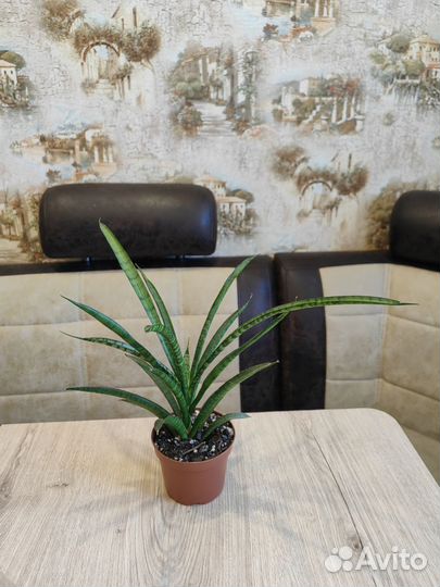 Сансевиерии