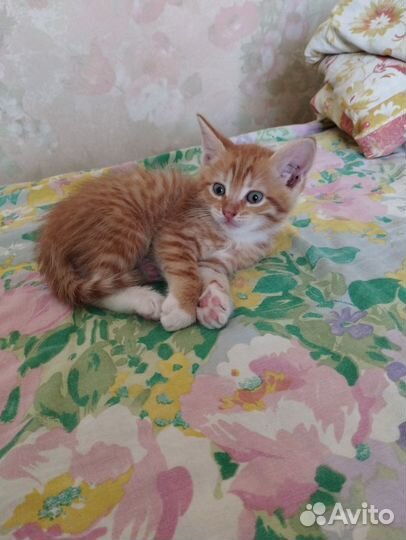 Отдам котят в заботливые руки