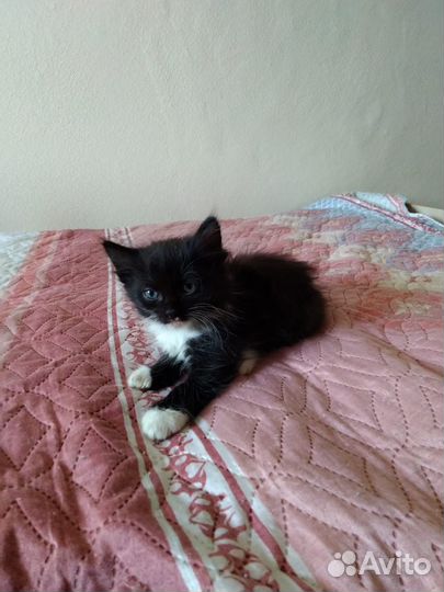 Отдам котят