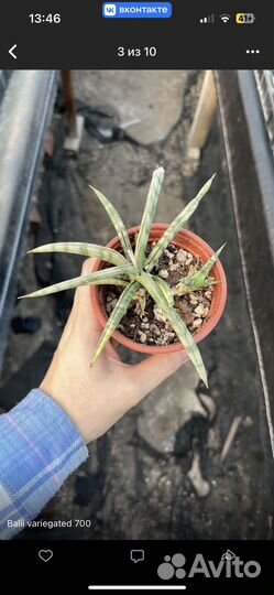 Сансевиерия в ассортименте