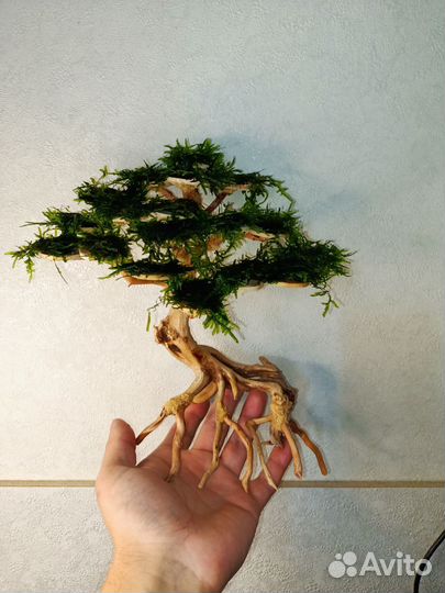 Мох для кроны Бонсай