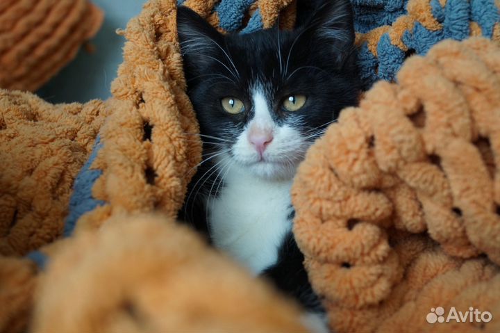Котёнок Дин мальчик