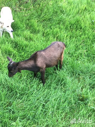 Козочки и козлята