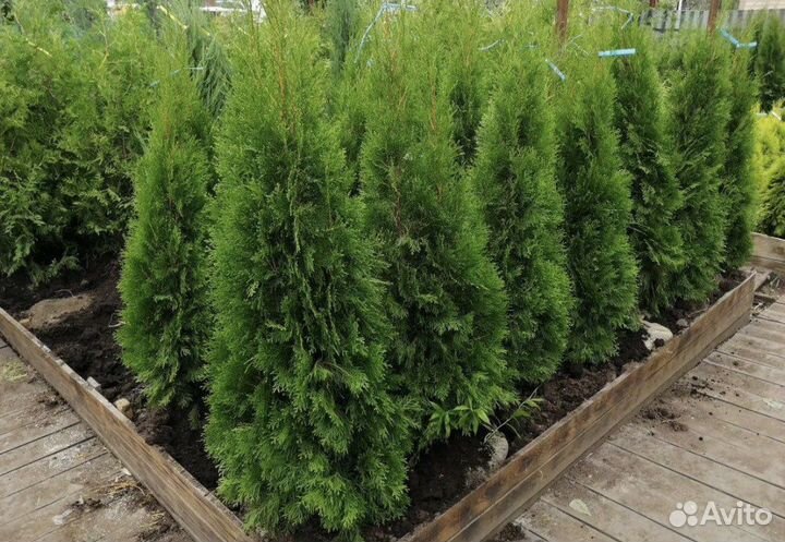 Туя готова к посадке,адаптированная