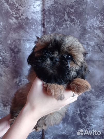 Девчушка ши-тцу