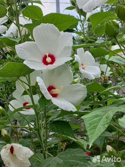Гибискус травянистый садовый
