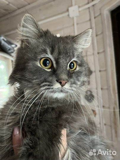 Яшка в поиске дома