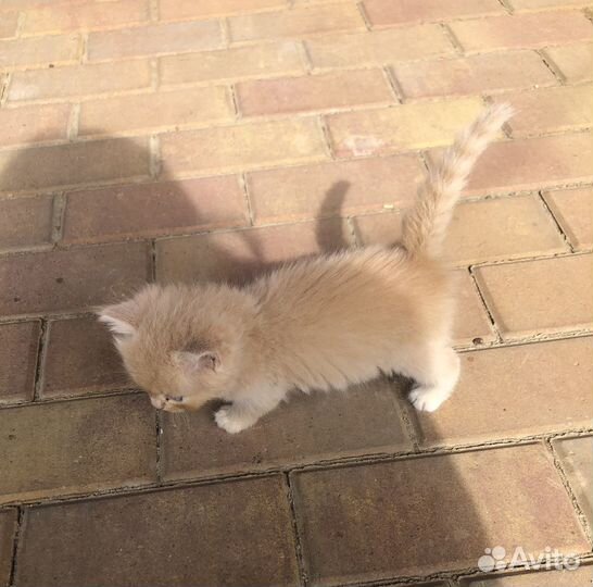 Котята 1,5 мес