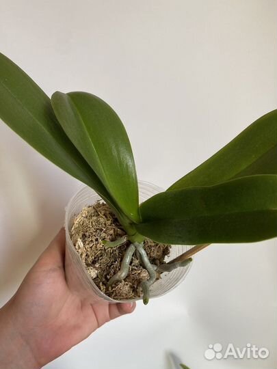 Орхидея Блэк Свен 5373