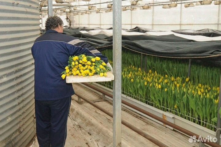 Тюльпаны оптом от производителя