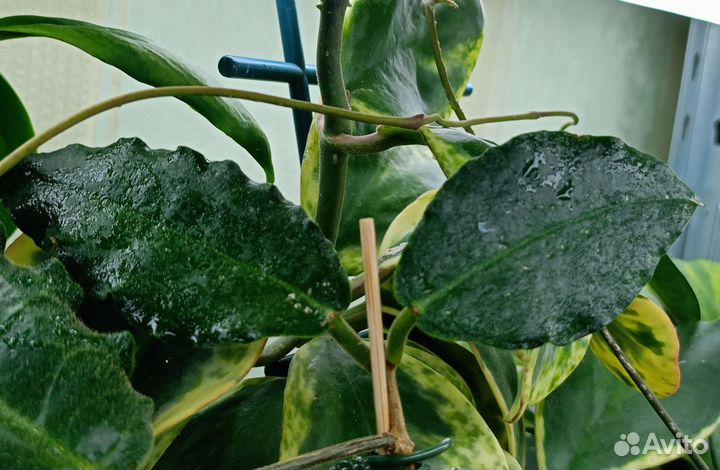 Хойя Лата искандер и Verstegii