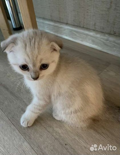 Вязка. Шотландский прямоухий кот