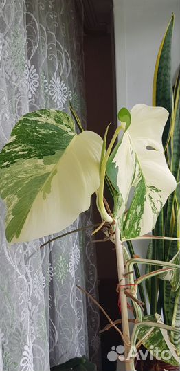 Монстера вариегатная