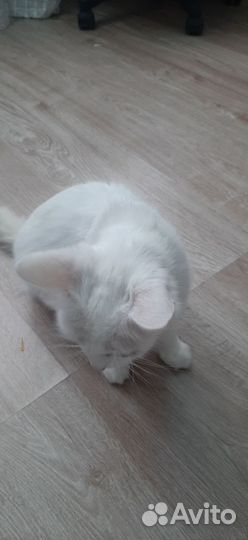 Найдена кошка