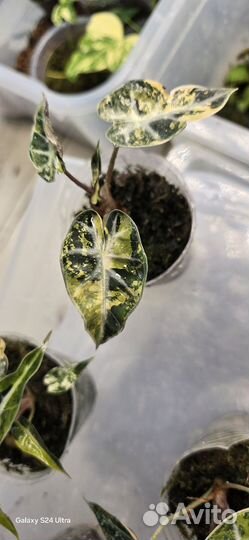 Алоказия бамбино аурея вариегатная