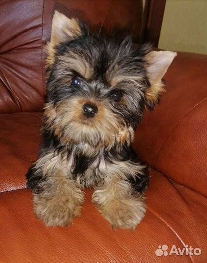 Йоркширский терьер