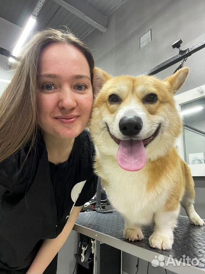 Груминг. Стрижка собак