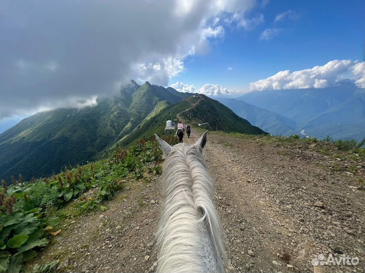 Конные прогулки в Красной Поляне и Сочи