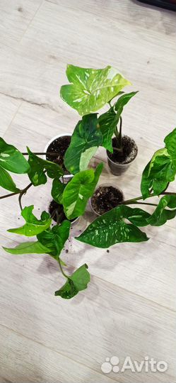 Сингониум Империал Вайт