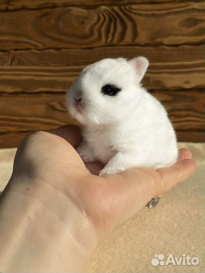 Крошечные малыши хотот (эксклюзив в РФ)