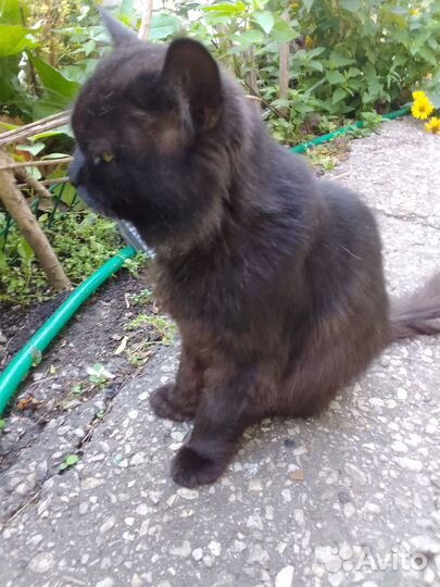 Черный, умный, красивый