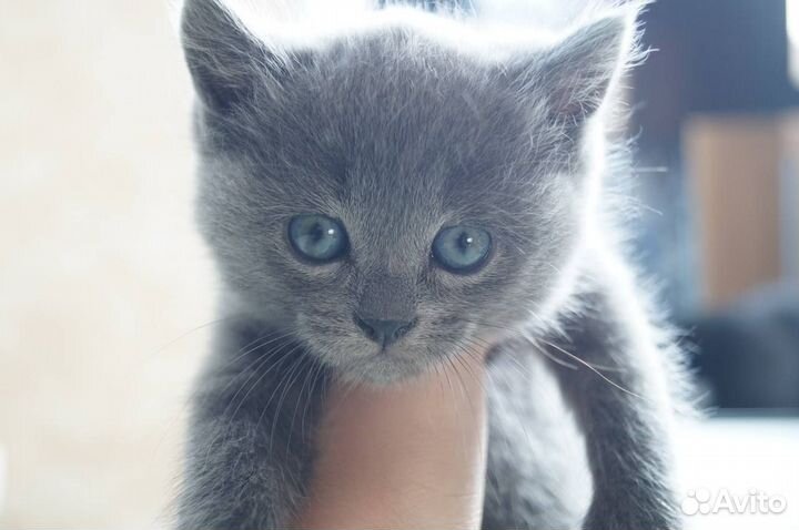 Британские котята