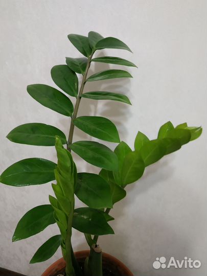 Замиокулькас 50см