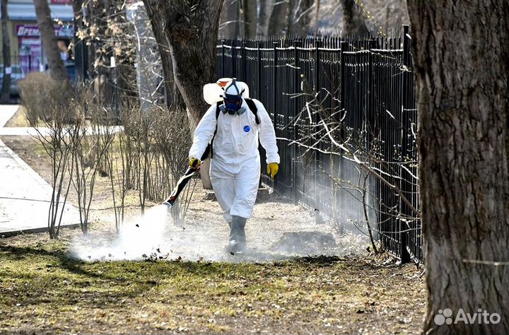 Уничтожение клопов тараканов лечение растений