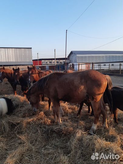 Кобылы, старший возраст