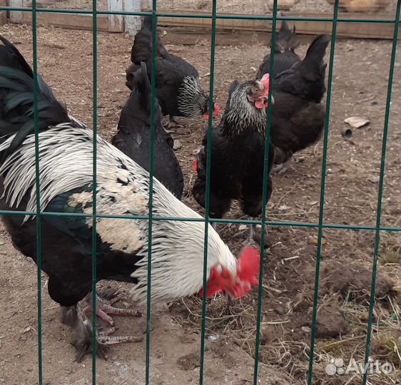Куры петухи