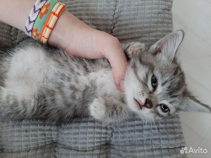 Британчики девочки