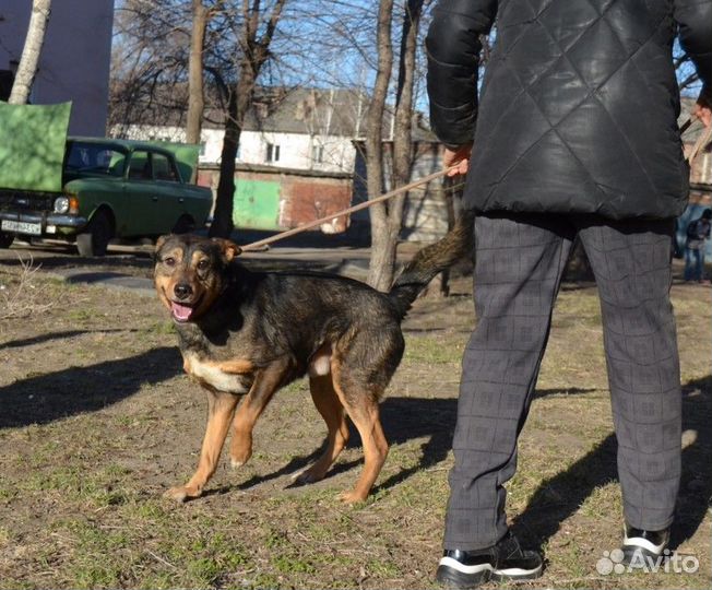 Отдам молодого кобелька. Ниже среднего