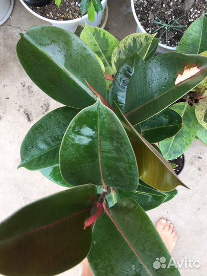 Фикус эластика — классика